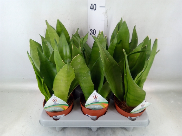 <h4>Sansevieria   ...</h4>