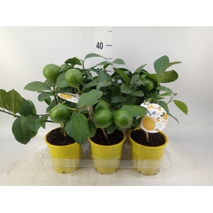 Citrus meyeri 'Meyer'