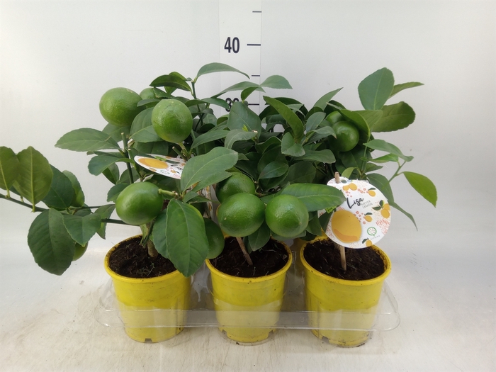 <h4>Citrus meyeri 'Meyer'</h4>