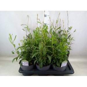 Gaura lindheimeri   ...