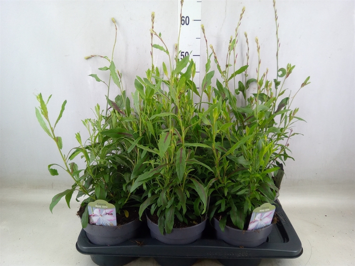<h4>Gaura lindheimeri   ...</h4>