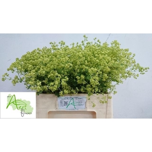 ALCH M ROBUSTICA ANGEBOT