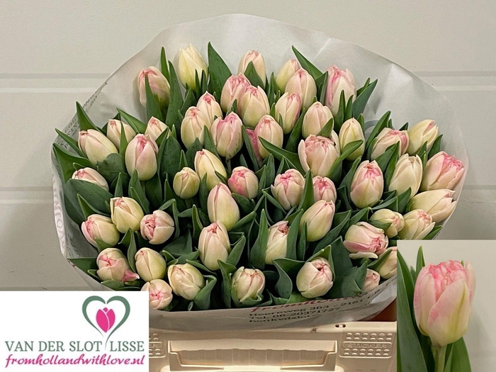 <h4>TU DU PINK DELIGHT</h4>