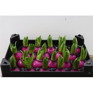 Wax Hyacinth Fuchsia