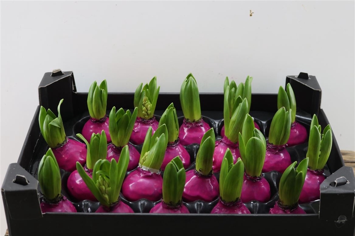 <h4>Wax Hyacinth Fuchsia</h4>