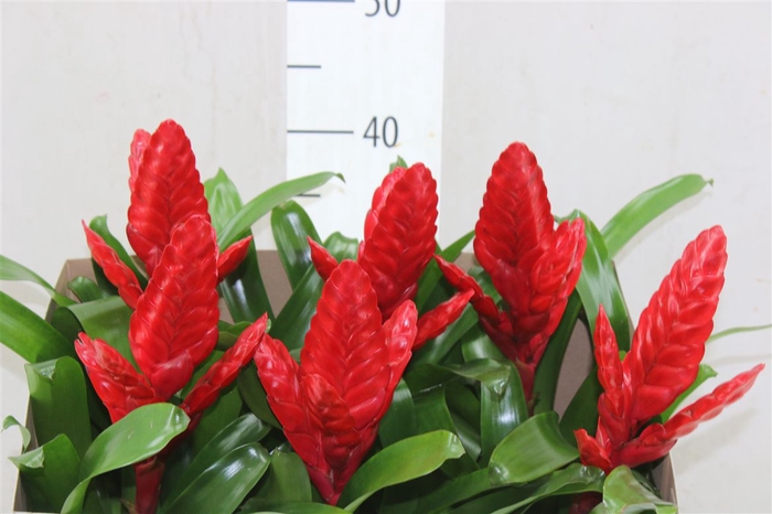 <h4>Vriesea Poelmanii</h4>