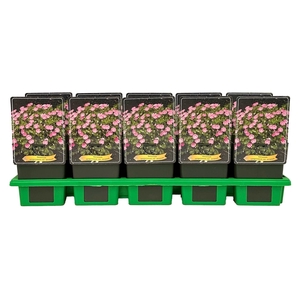 Geranium sanguineum striatum