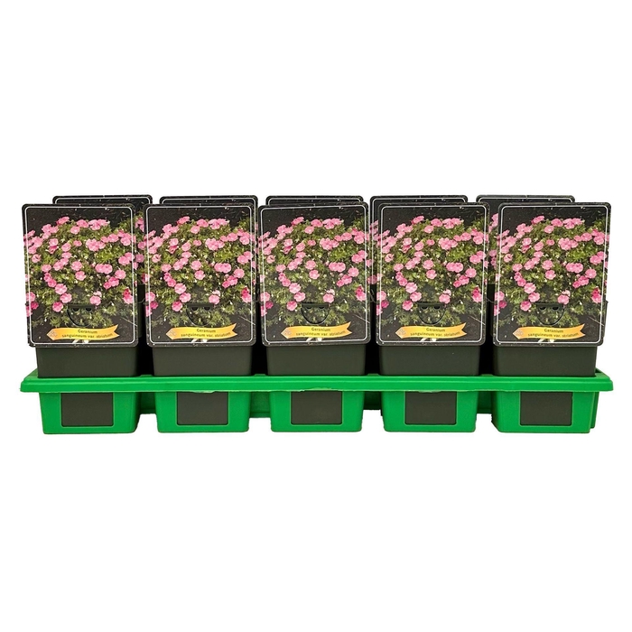 <h4>Geranium sanguineum striatum</h4>