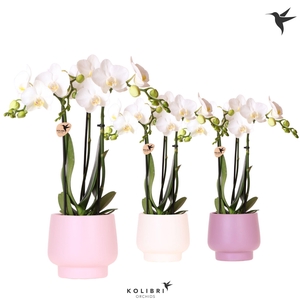 Kolibri Orchids Phalaenopsis white 3 spike in Scandic pot mix
