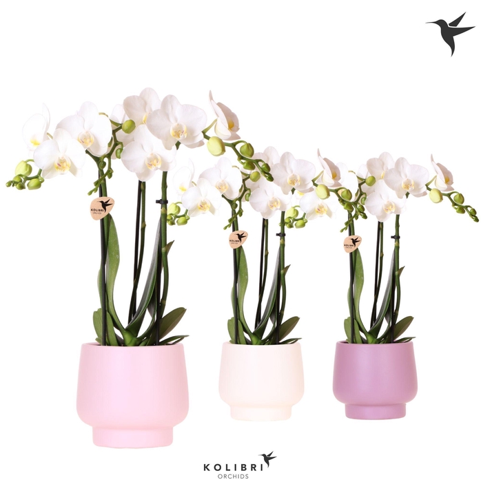<h4>Kolibri Orchids Phalaenopsis white 3 spike in Scandic pot mix</h4>