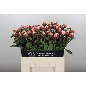 Paeonia Sarah Bernhardt