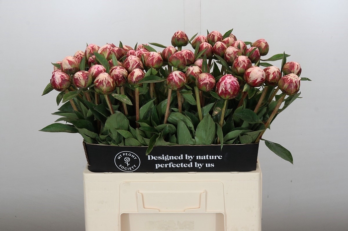 <h4>Paeonia Sarah Bernhardt</h4>