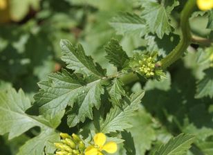 <h4>TUINKRUIDEN GEM</h4>