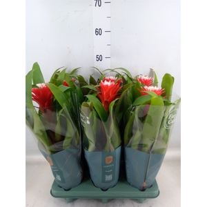 Guzmania  'Hope'