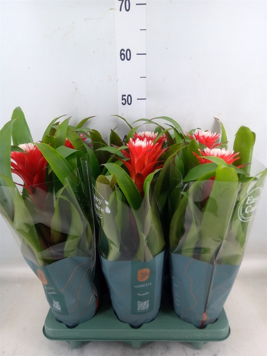 <h4>Guzmania  'Hope'</h4>