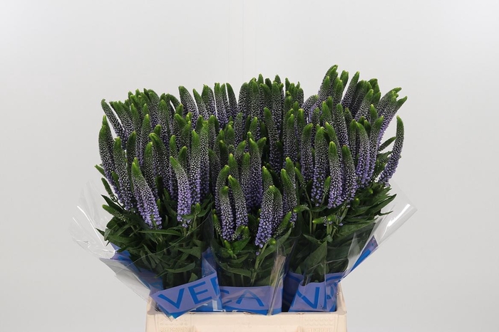 <h4>Veron Smart June Milka</h4>
