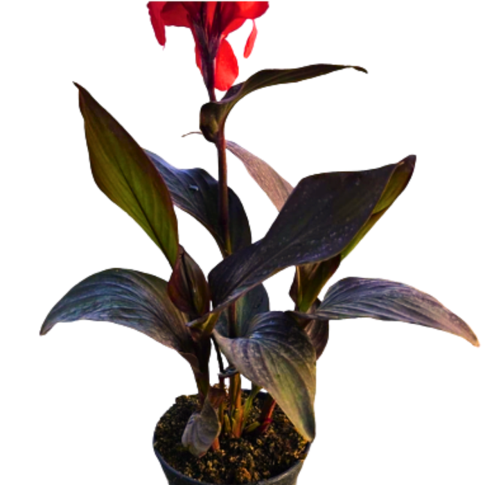 <h4>Canna gemengd</h4>
