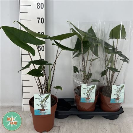 Alocasia Zebrina