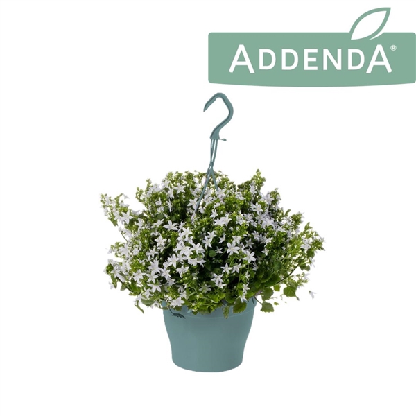 <h4>Campanula Adansa White Hangpot</h4>