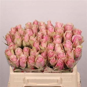 R Gr Pink Athena