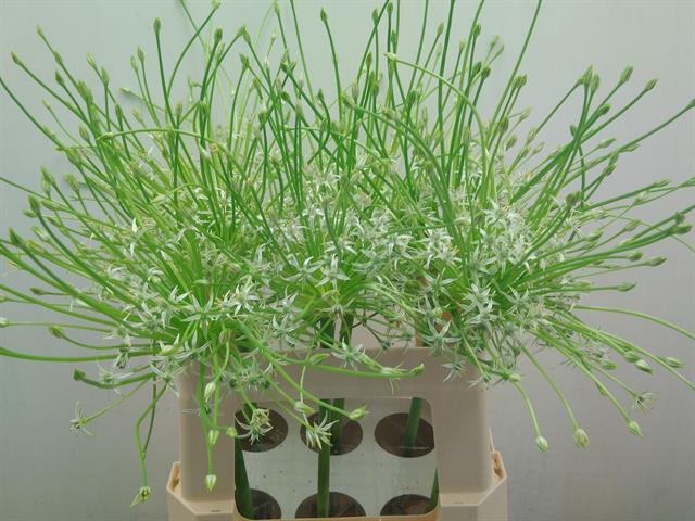 <h4>Allium Schubertii Arctic Snow</h4>