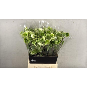 Helleborus Magnificent Bells
