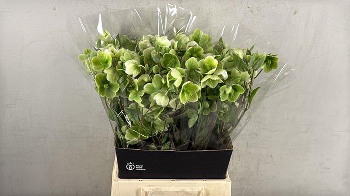 <h4>Helleborus Magnificent Bells</h4>