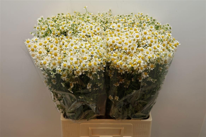 <h4>TANA PA CAMERON</h4>