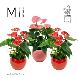 Anthurium Andreanum Grp gemengd