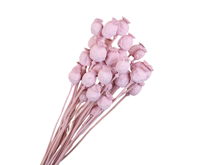 <h4>Papaver Pink Wash</h4>