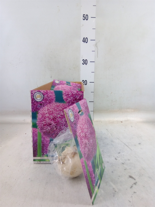 <h4>Allium   ...flowerbulbs</h4>