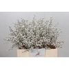 Ilex paint Platina