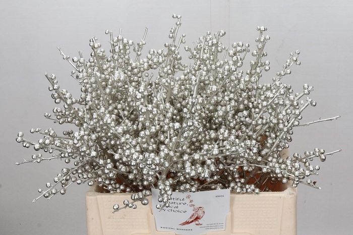Ilex paint Platina