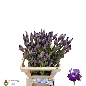 Iris G Cup Race
