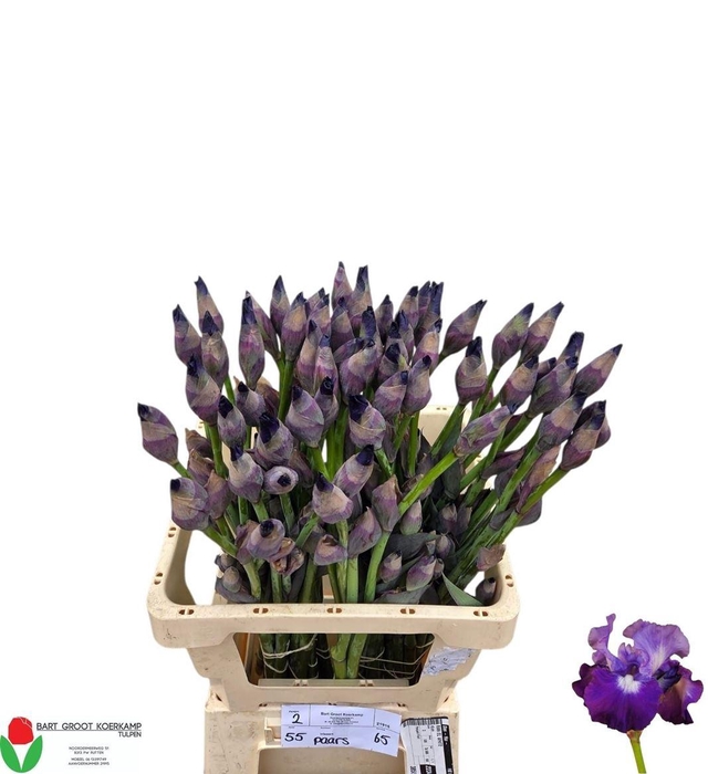 <h4>Iris G Cup Race</h4>
