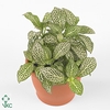 FITTONIA PURPLE ANGEL 8,5CM