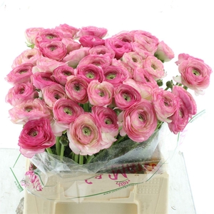 Ran Su Sr Felicidade White Pink 1a