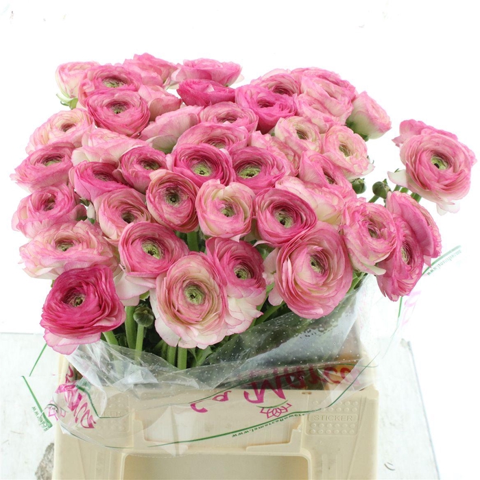 <h4>Ran Su Sr Felicidade White Pink 1a</h4>