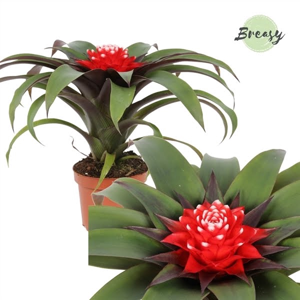 Guzmania Priscilla