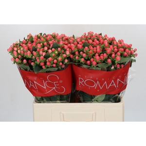 Hypericum Sweet Romance