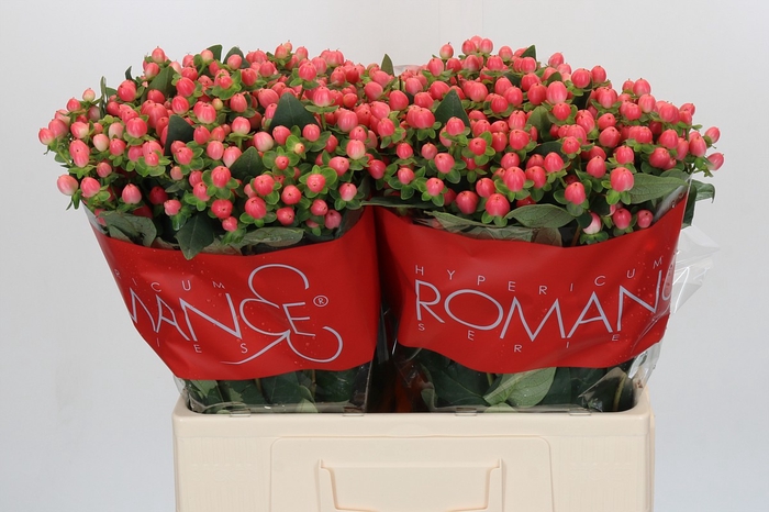 <h4>Hypericum Sweet Romance</h4>