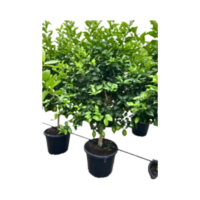 <h4>Citrus hystrix</h4>