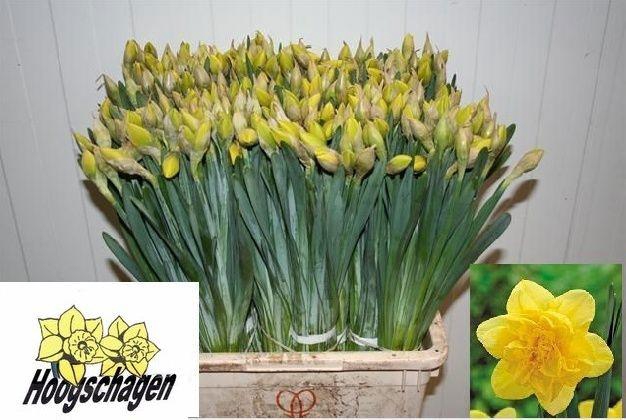 <h4>NARC DU DICK WILDEN</h4>