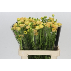 Ranunculus Magical Caramel