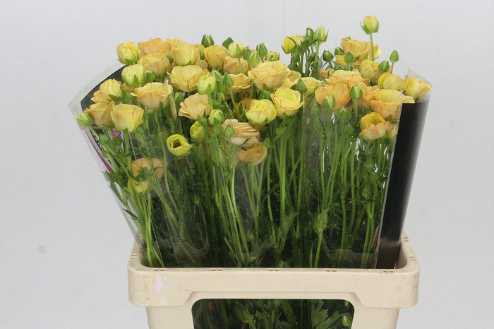 <h4>Ranunculus Magical Caramel</h4>