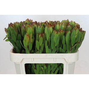 Leucadendron Goldstrike