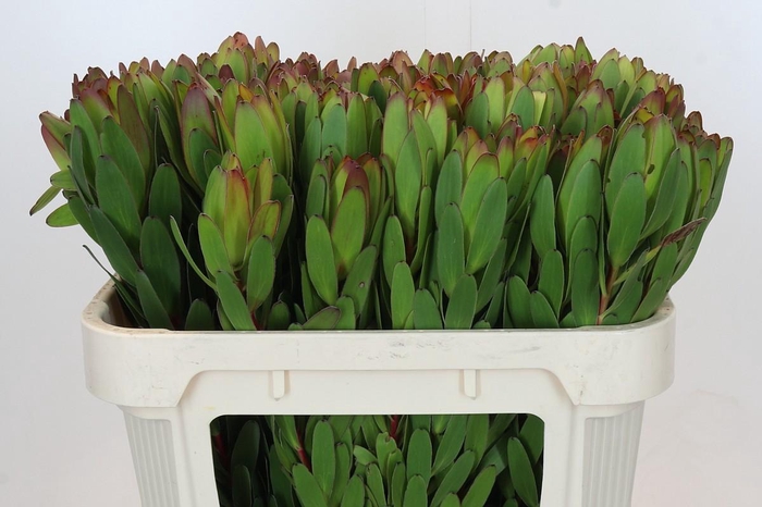 Leucadendron Goldstrike