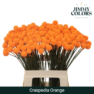 Craspedia L60 Klbh. oranje