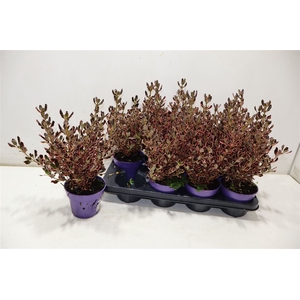 Coprosma Gem