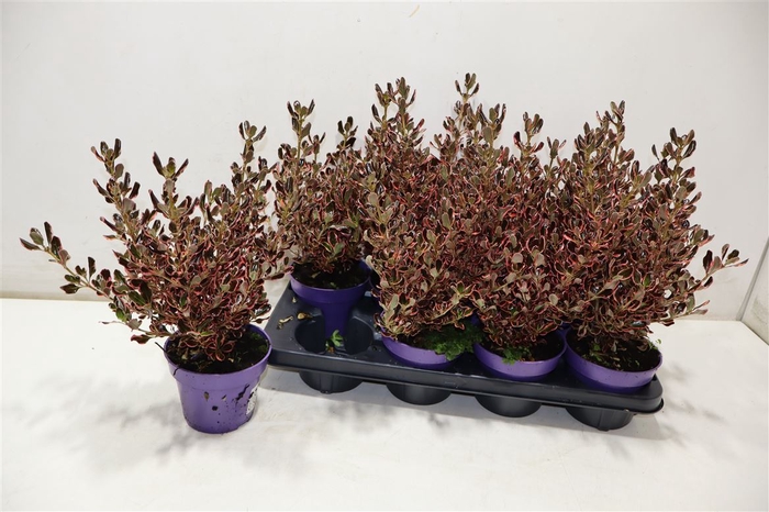 <h4>Coprosma Gem</h4>